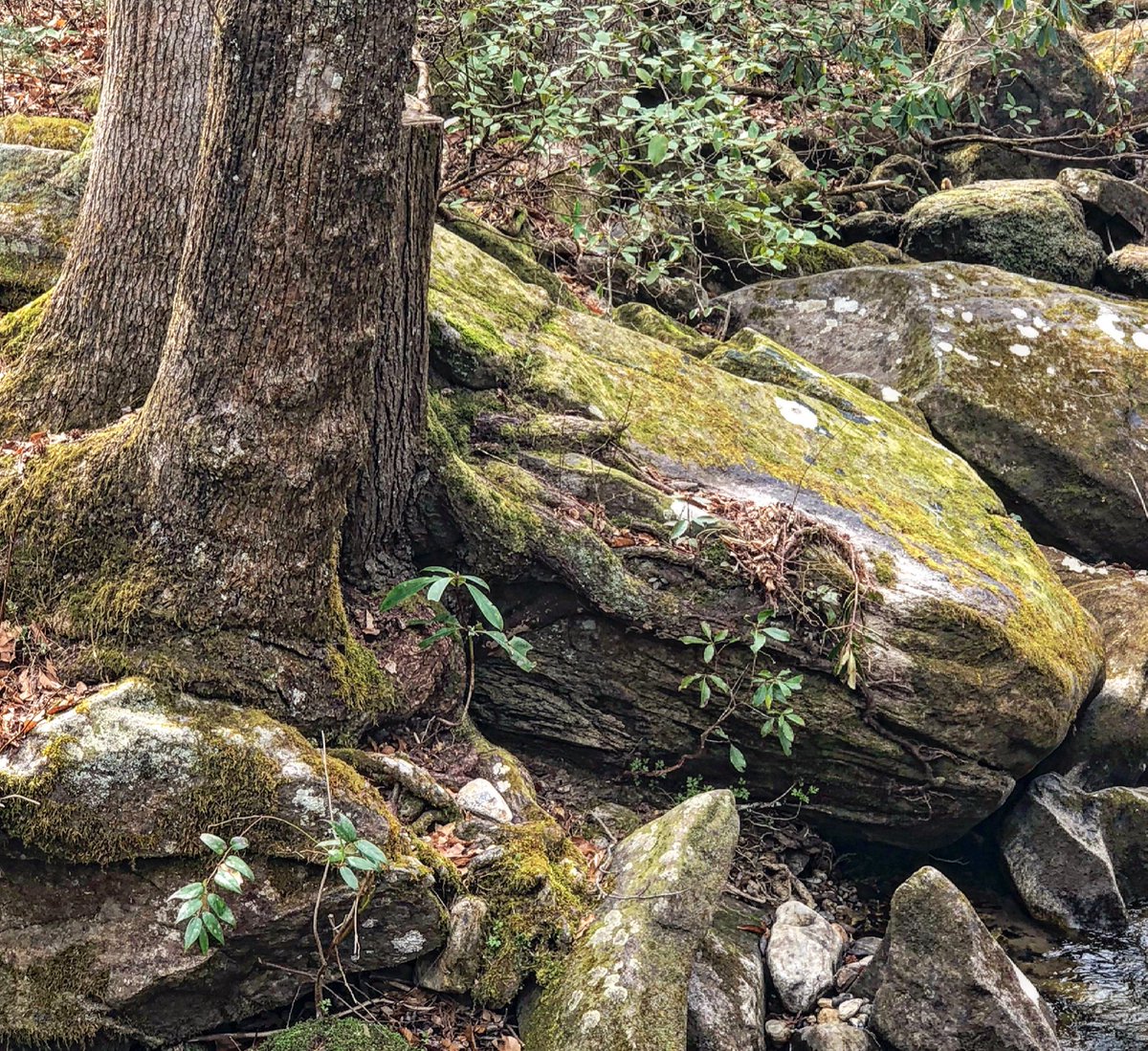 Look deep into nature, and then you will understand everything better. ~ Albert Einstein.  Indeed, maybe it’s we all share a bond and when we get it right... we create this cohesive whole for the betterment of all involved. Perhaps harmony. #leasonsfromnature #PHILosophies
