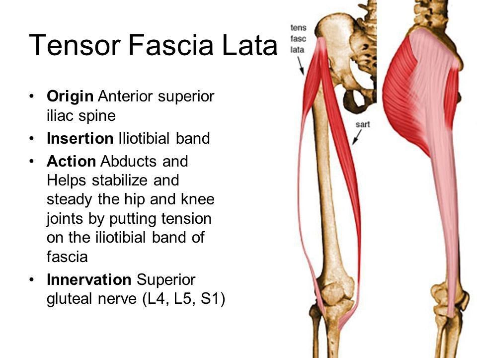 Conor Harris on X: It actually blends with the Tensor Fascia Lata (TFL)  muscle, which is more often the culprit than the IT-Band itself.   / X