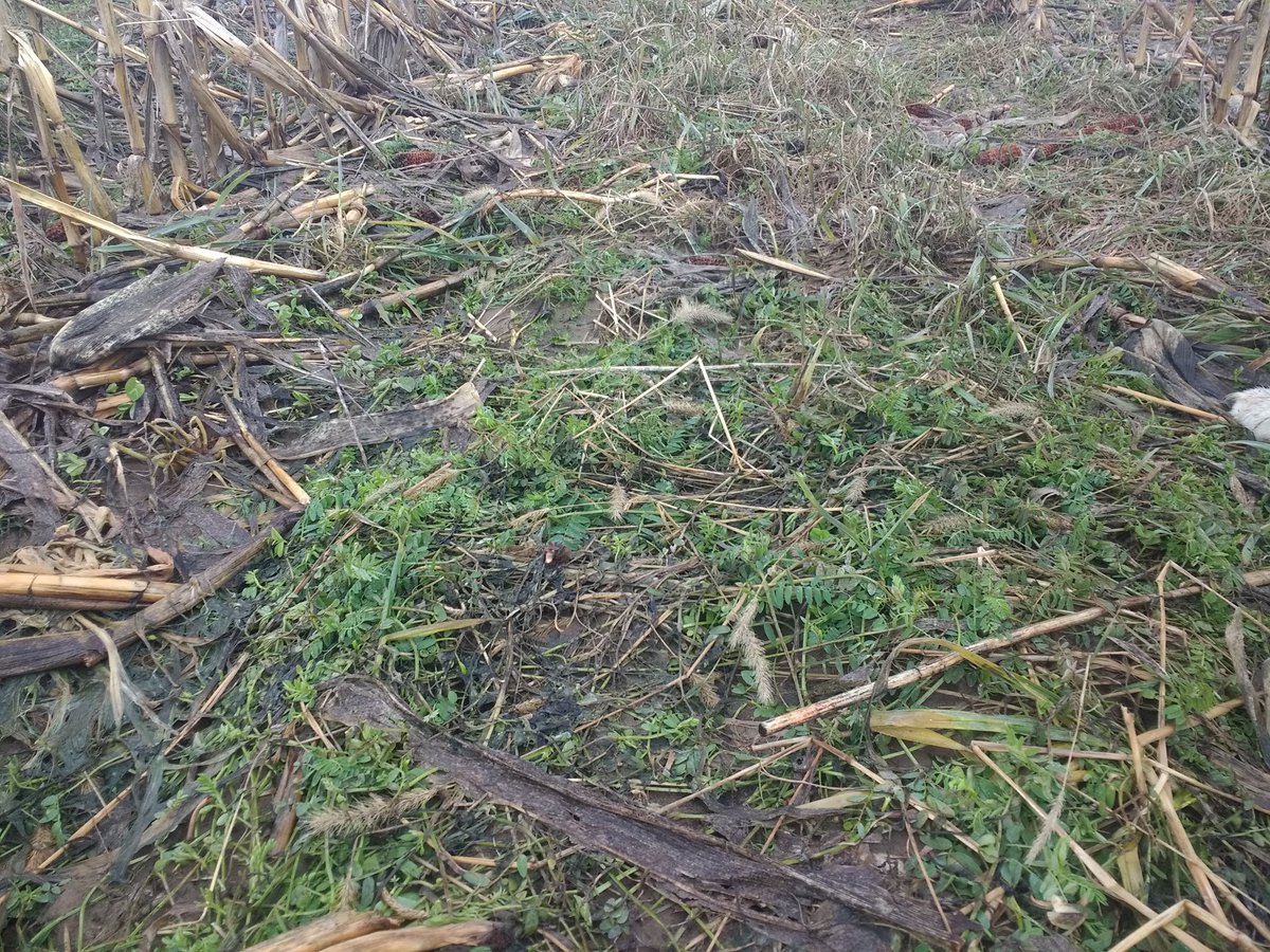 PaulCaplette's tweet image. Notre cesse velue se réveille.
#agriculture
#couvertvegetal