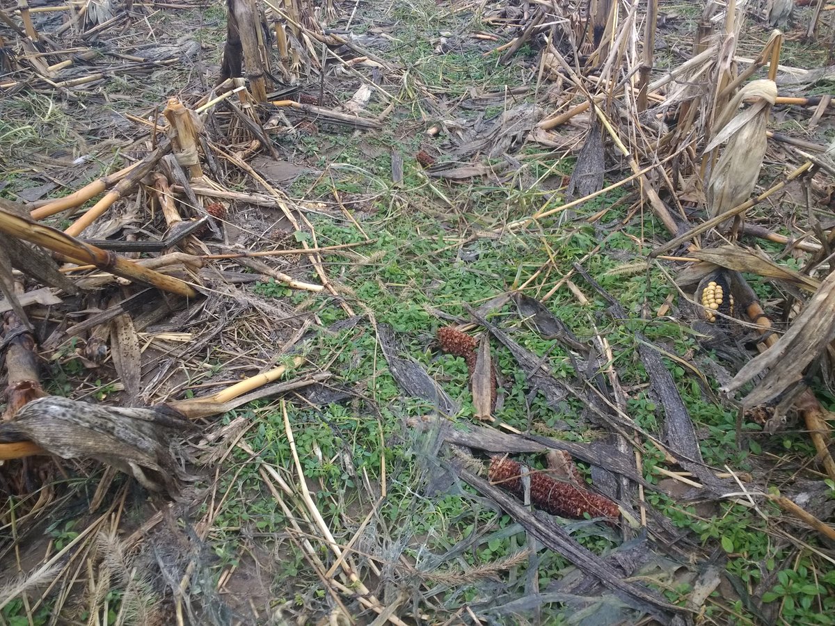 PaulCaplette's tweet image. Notre cesse velue se réveille.
#agriculture
#couvertvegetal