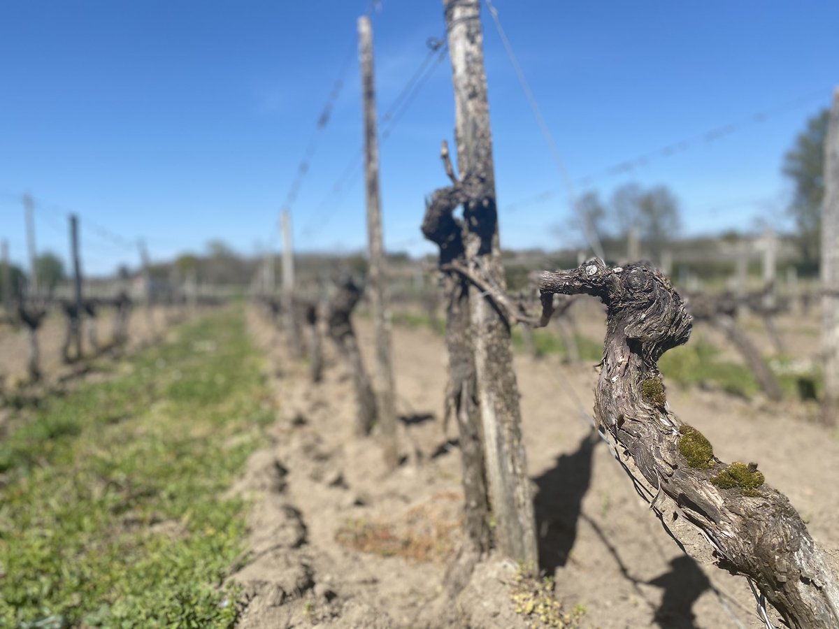 Marlene del Olmo ૐ tweet media