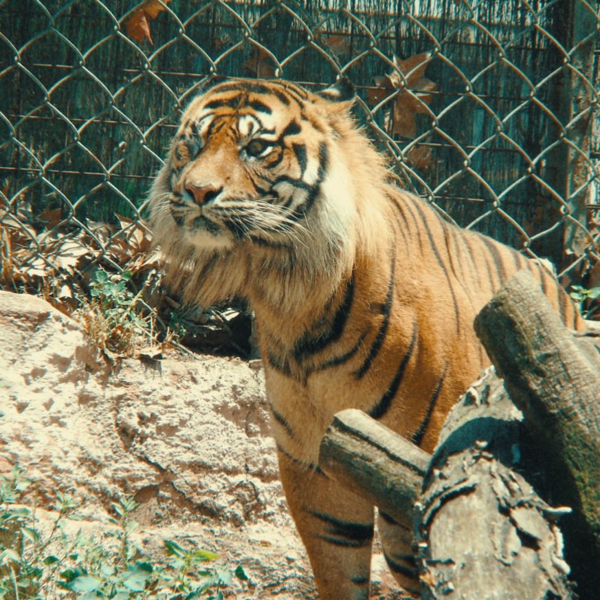 Captured this magnificent shot of this Sumatran Tiger, during a trip to @ZooBarcelona @visitsalou #Spain #Barcelona #photooftheday #photographer #naturelovers