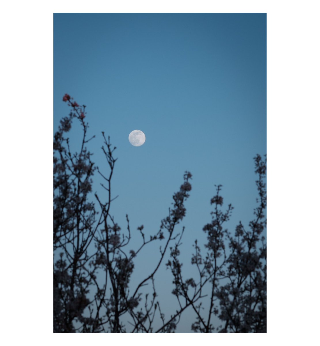 antplmr's tweet photo. N O S L E E P T O N I G H T
#fullmoon #plmr #antpalmer #artclassified #fujifilm #InsidePhotos #streetizm #fujilove #fujifeed #fujifilm_xseries #picoftheday #photooftheday #instamood #instacool #iggermany #düsseldorf #ratingen #photography https://t.co/g0FPNPPtwy