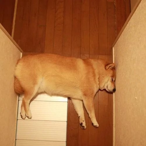 SuavesLomitos's tweet photo. Representación gráfica de lo que está pasando en el Canal de Suez 🐶 https://t.co/xub62Rw1Re