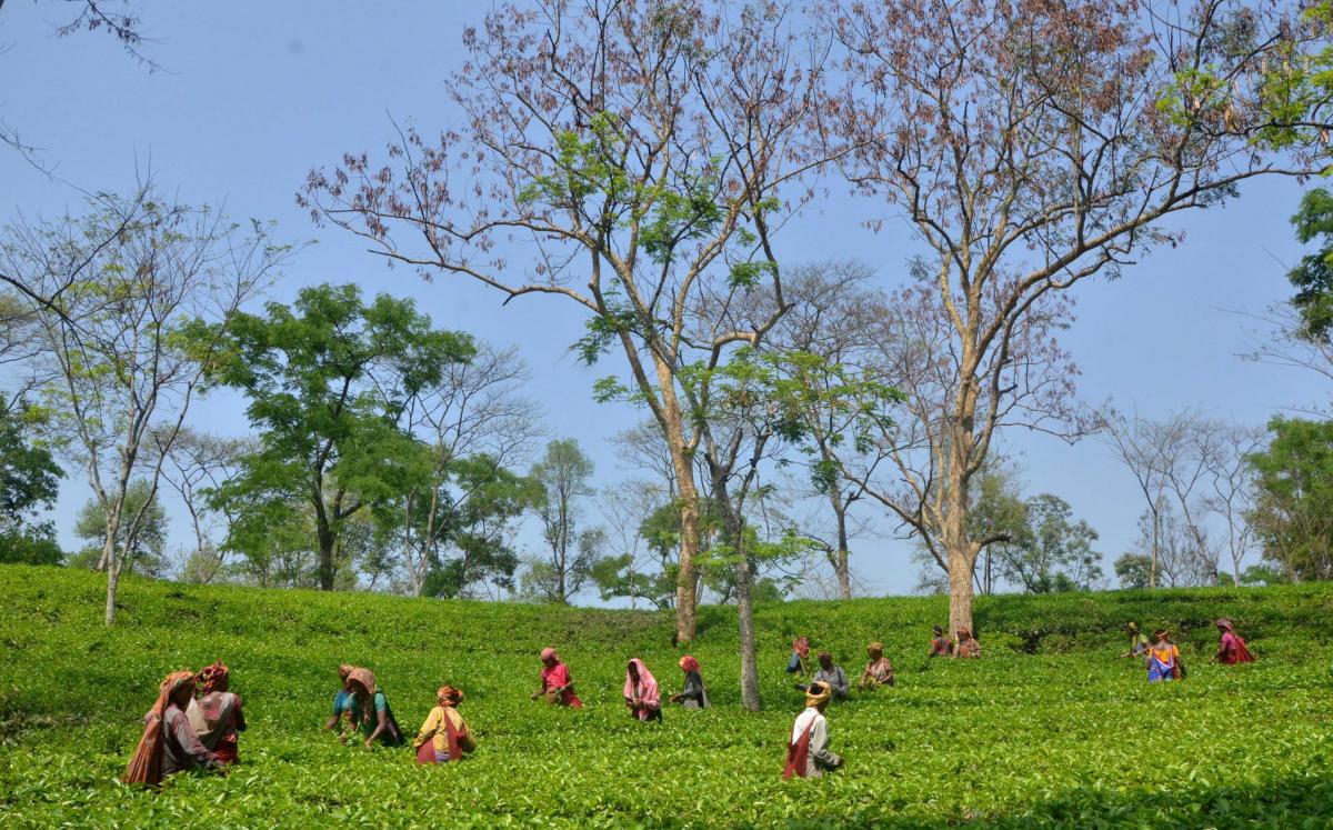 ManoramaBhuyan's tweet photo. #travelphotography 
#Mingled in the lap of nature.
TRIPURA.. https://t.co/blt2QjTe5U