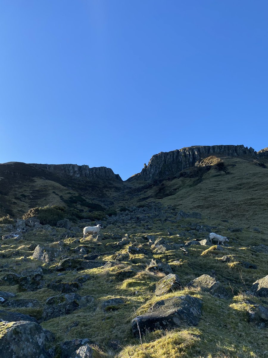 BorthwickMurray's tweet photo. Some great views this weekend monitoring peregrine and ravens in #Fife . Fantastic views of displaying and incubating birds. Plus some noisy flocks of c.200 jackdaws around the crags at Benarty 😍 https://t.co/1SUnJnSwxV