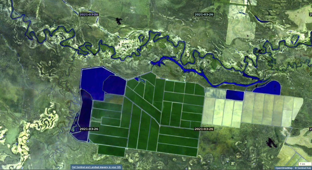 Next it has to run the gauntlet of the cotton-suckers around Walgett, then Bourke. Likes of these at Miralwyn Cotton below Walgett, but the storages there all already have water (seems to be carry-over from the 2020/21 season). Note the scale bar, bottom right: