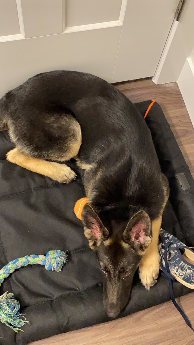 JaromSanders's tweet photo. Dog :) https://t.co/2ThxShu69w