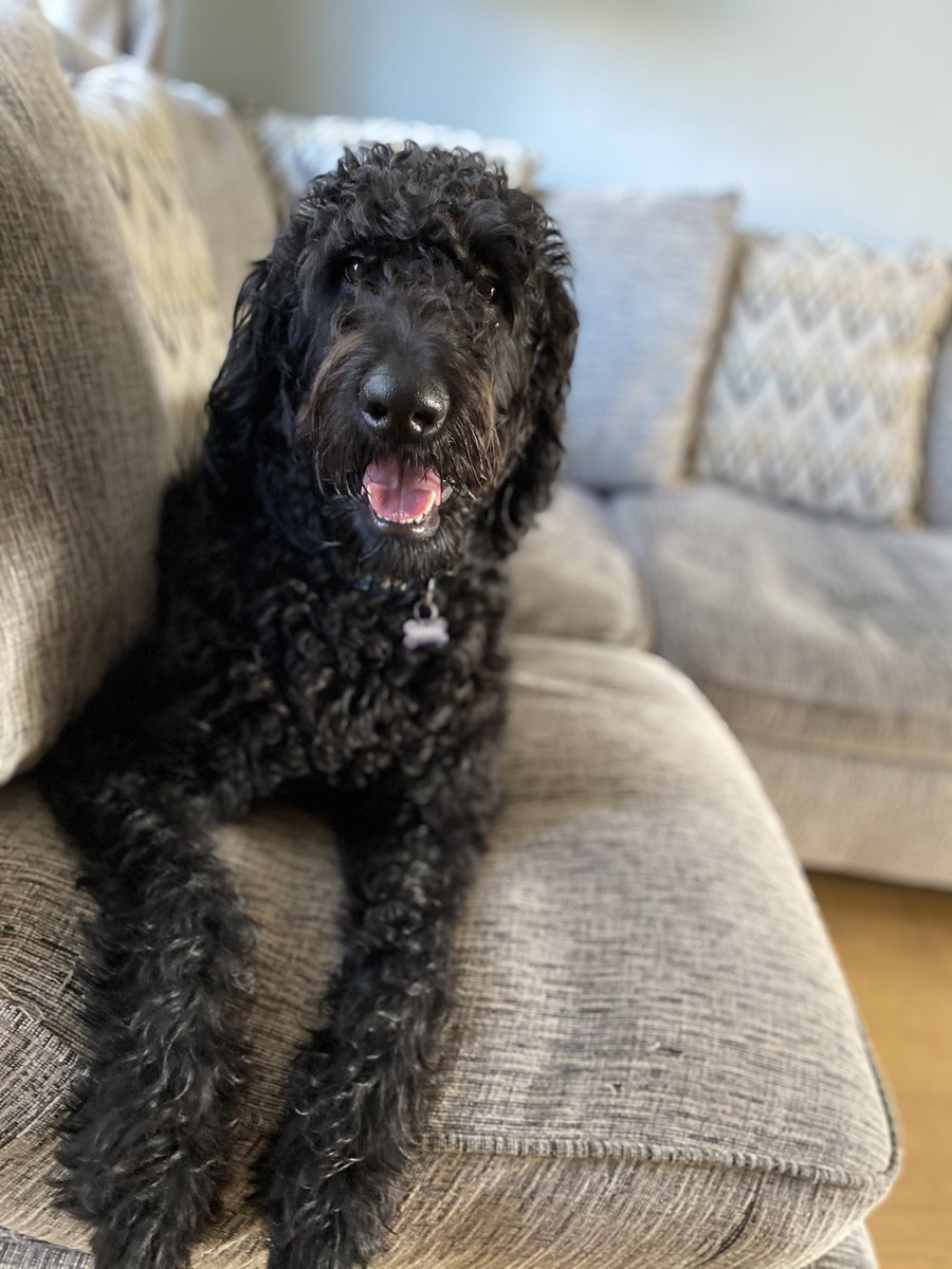 BarneyPWatson's tweet photo. Theodore be a big boy now https://t.co/2aNs7WypiM