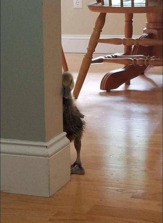 algomx's tweet photo. Un patito nos vigila https://t.co/SZWoNb7JxM