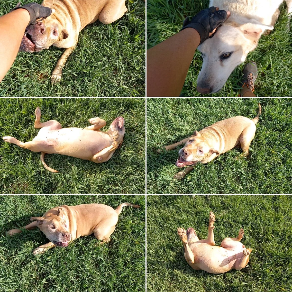 The_Meerkat_Man's tweet photo. PRO PUPPY TIP OF THE DAY: ROLLIES FUN! https://t.co/0iTH12XNdA
Find that #FUN EVERY DAY!
#ProPuppyTipOfTheDay #ProPuppyTip #Love #BeHappy #Fun #FindThatFun #Companions #DogLove #Dog #Dogs #DogHotel #DogsOfIg #ILoveMyDogs #HappyDog #DogMotivation #TheMeerkatMan #MeerkatMan https://t.co/ti1930ogBu