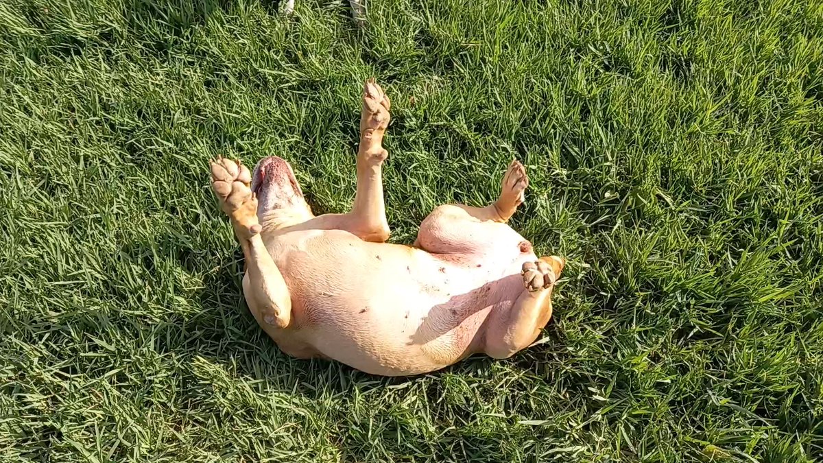 The_Meerkat_Man's tweet photo. PRO PUPPY TIP OF THE DAY: ROLLIES FUN! https://t.co/0iTH12XNdA
Find that #FUN EVERY DAY!
#ProPuppyTipOfTheDay #ProPuppyTip #Love #BeHappy #Fun #FindThatFun #Companions #DogLove #Dog #Dogs #DogHotel #DogsOfIg #ILoveMyDogs #HappyDog #DogMotivation #TheMeerkatMan #MeerkatMan https://t.co/ti1930ogBu