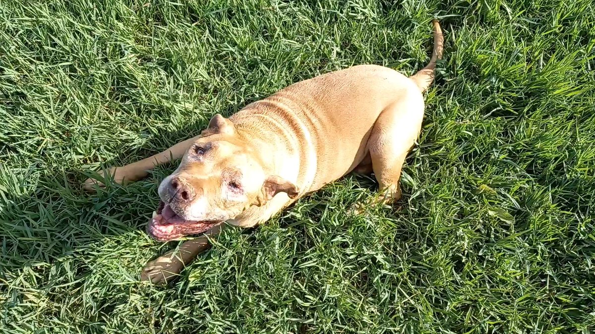 The_Meerkat_Man's tweet photo. PRO PUPPY TIP OF THE DAY: ROLLIES FUN! https://t.co/0iTH12XNdA
Find that #FUN EVERY DAY!
#ProPuppyTipOfTheDay #ProPuppyTip #Love #BeHappy #Fun #FindThatFun #Companions #DogLove #Dog #Dogs #DogHotel #DogsOfIg #ILoveMyDogs #HappyDog #DogMotivation #TheMeerkatMan #MeerkatMan https://t.co/ti1930ogBu