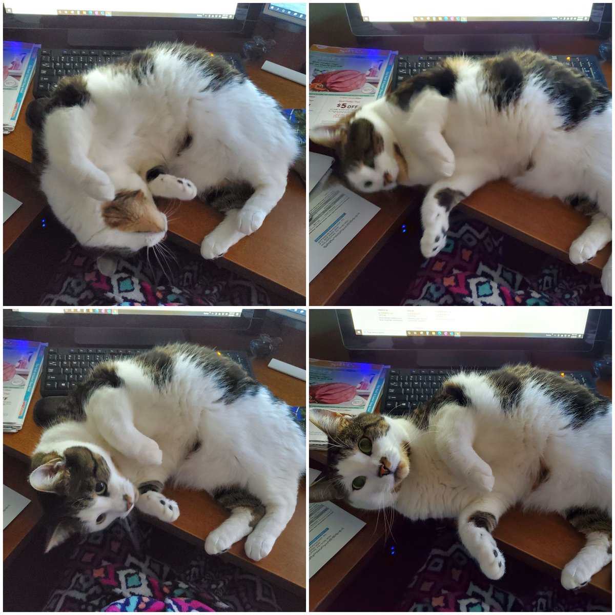 joanbernardini's tweet photo. Eddie upset at me #working today
🐾🐈🐾🐈🐾🐈
#cat #cats #catsofinstagram #instacat #kitten #catlover #kitty #meow #catoftheday #catsagram #catofinstagram #tabby #furball #tabbycats #recuecat #furbaby #mypet #computer #coupon 
#furmom #recuecat  #bernardinitravel 
🐾🐾🐾🐾🐾🐾 https://t.co/Xxpn2lr6iE