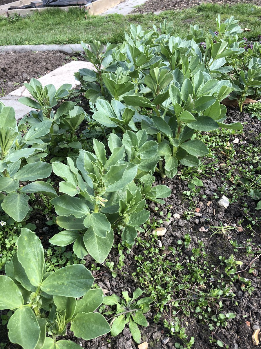 DanRunning's tweet image. My broad beans are coming along nicely #SpringForward