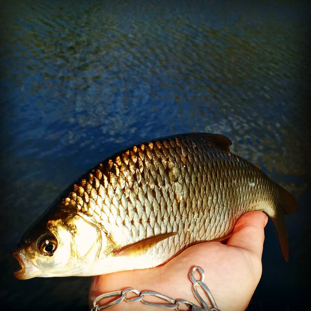 Fabpeche's tweet photo. 🐟🎣🐠 Magnifique rotangles d'étang 🐠🎣🐟
.
.
.
.
.
#Nokill #mordudepeche #pêche #pechedujour #peche #fish #fishing #fisherman #fishaddict #passionpeche
#somme80 #nature #pecheurfrancais #pecheur #pêcheurs #instapêche
#pecheenetang #pecheaucoup
https://t.co/tA13TKQHMp https://t.co/vDQSs5KFnJ