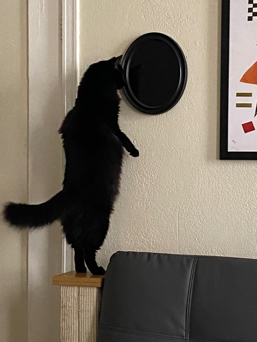 My friend bought a scrying mirror (commonly used in the occult for predicting the future) and walked in to see his black cat standing on two legs and staring into it...