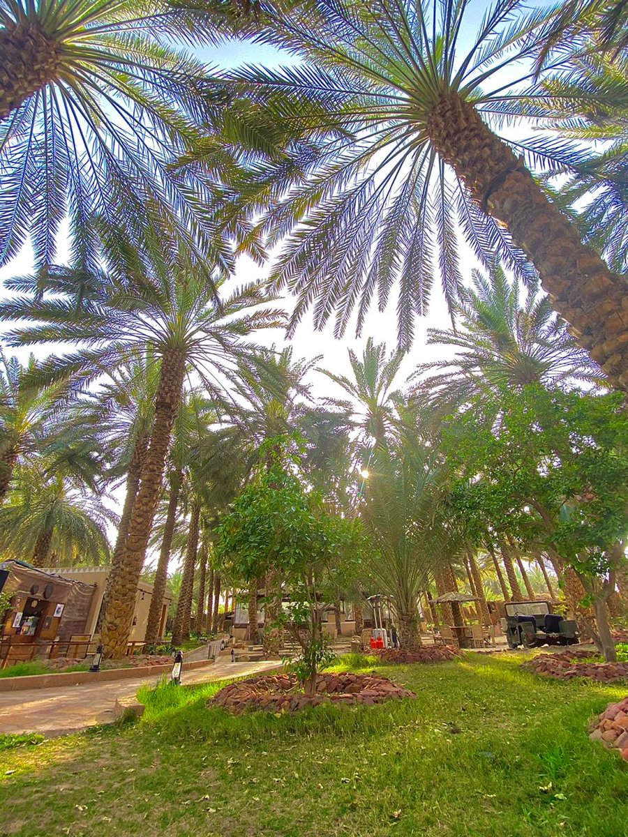 BarzanRural's tweet photo. ☀🌴
#نخيل_برزان #العلا #AlUla #روح_السعودية https://t.co/UZNR6hgqrH