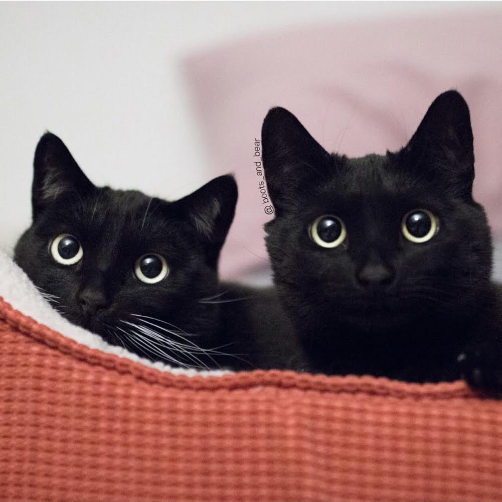 🐾 Meowee, Winston Biden here to reiterate the impawrtance of adopting, not buying: please adopt black shelter pets, especially black cats. Because of meowdiculous superstitions, they’re the least wanted. #AdoptBlackCats #COTUS