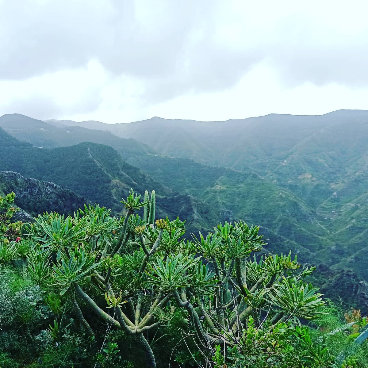 VCorreaTF's tweet photo. 🌄🚶🏻"Pateo de #Taborno por #Carboneras a #Chinamada en el #Anaga #Tenerife #Canarias" @LoqueVeoTfe https://t.co/8Qlm5kuVa8