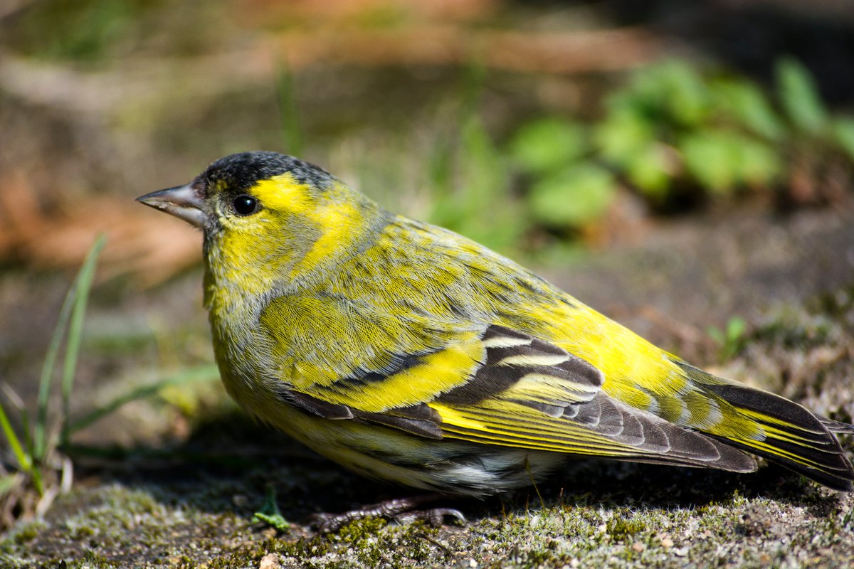 live_moritz's tweet photo. Zeitumstellung bedeutet auch immer, dass der Frühling wirklich da ist. Ein Erlenzeisig ist auch ein verlässliches Zeichen. #EarthHour #spring #bird (wahrer)#VogeldesJahres https://t.co/5SDiVMtwhB