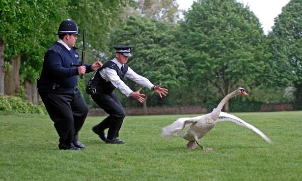 decentpatter's tweet photo. No luck catching them swans then https://t.co/gdzVZr9VJY