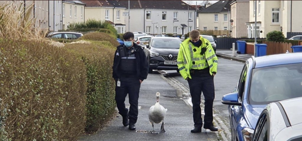 decentpatter's tweet photo. No luck catching them swans then https://t.co/gdzVZr9VJY