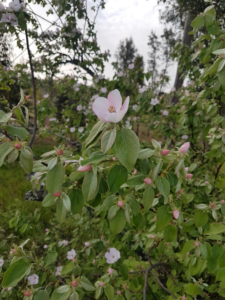 RosySpectacle's tweet photo. #Sunday evening #lockdown #walk #flowerhunting. This common quince is in flower in many of the gardens here. #centralportugal https://t.co/tlbw3yrzeb