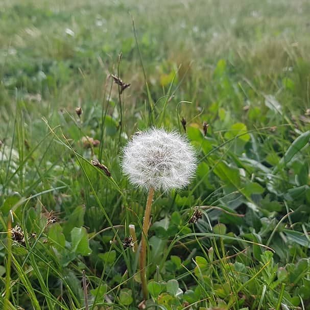 EPIAblogidiomas's tweet photo. Disfrutando de la naturaleza: diente de leon, Löwenzahn, dandelion, dente de leão 🤩🤩
#dientedeleon #dientedeleón #Löwenzahn #lowenzahn #Dandelion #Dentedeleão #epia https://t.co/Xlc1OrBoDM