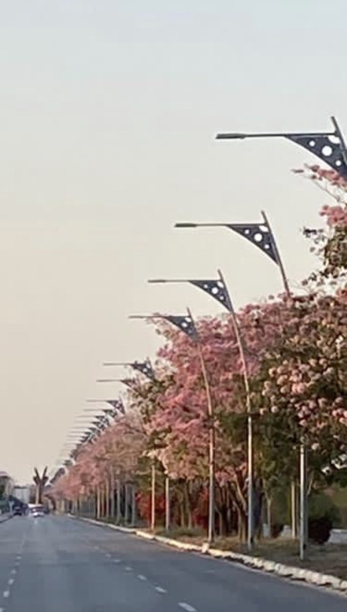 ferortegab's tweet photo. Acceso a San Francisco de Campeche en la primavera. Fotografías de ⁦@JoseMFariasM⁩ https://t.co/42szBD0162