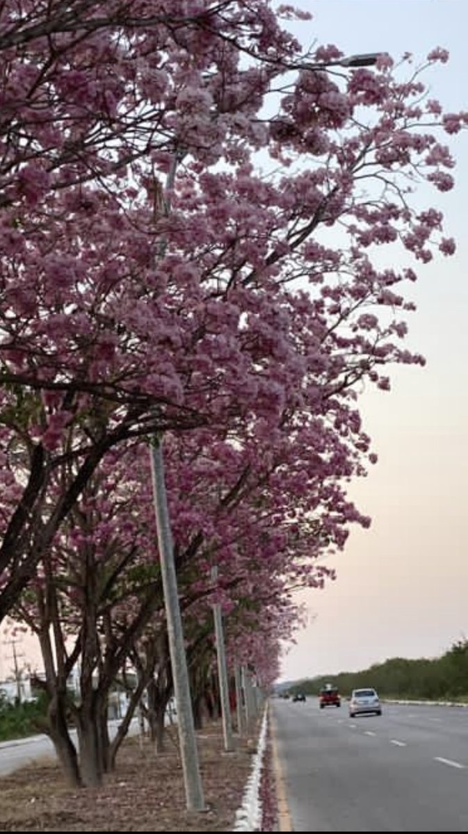 ferortegab's tweet photo. Acceso a San Francisco de Campeche en la primavera. Fotografías de ⁦@JoseMFariasM⁩ https://t.co/42szBD0162