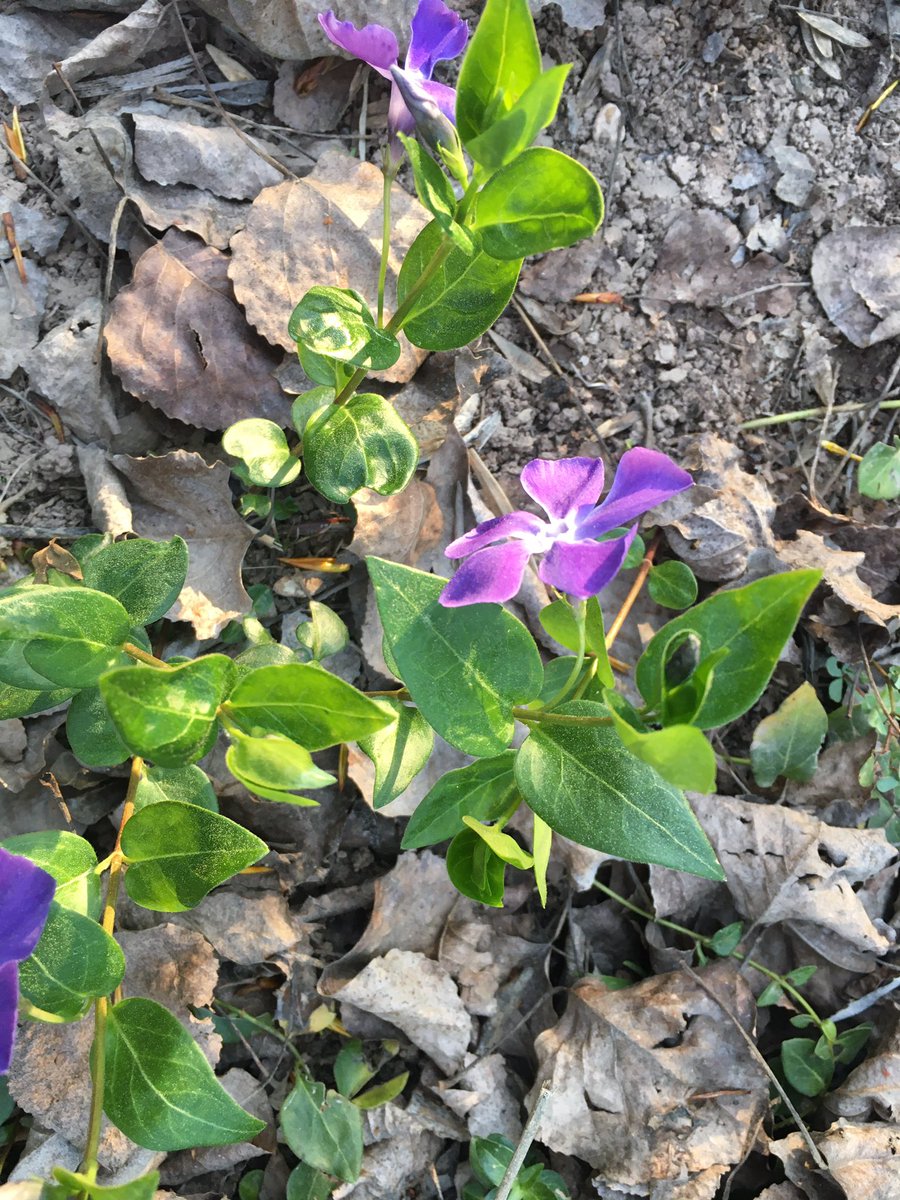monfuguetmarti's tweet photo. Gaianejar i veure-la a tocar del gorg més bonic del món. #Vinca #VincaMinor #Albareda i posta de sol. Ha passat la parella de bernats pescaires. Tot màgic. https://t.co/ooyhaM1Ot6