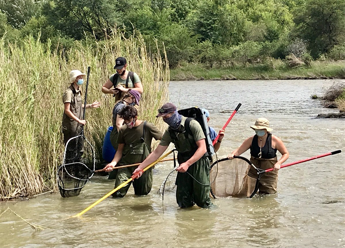 NicoJSmit1's tweet photo. Another Day another skill - electrofishing - training the next generation of South African aquatic ecologist. @theNWU Zoology ecology field-course. #Vaal_LivingLab @NWU_WRG @NWU_FNAS @WynandMalherbe ⁦@busseolafusca⁩ https://t.co/pvCJlWtkKk