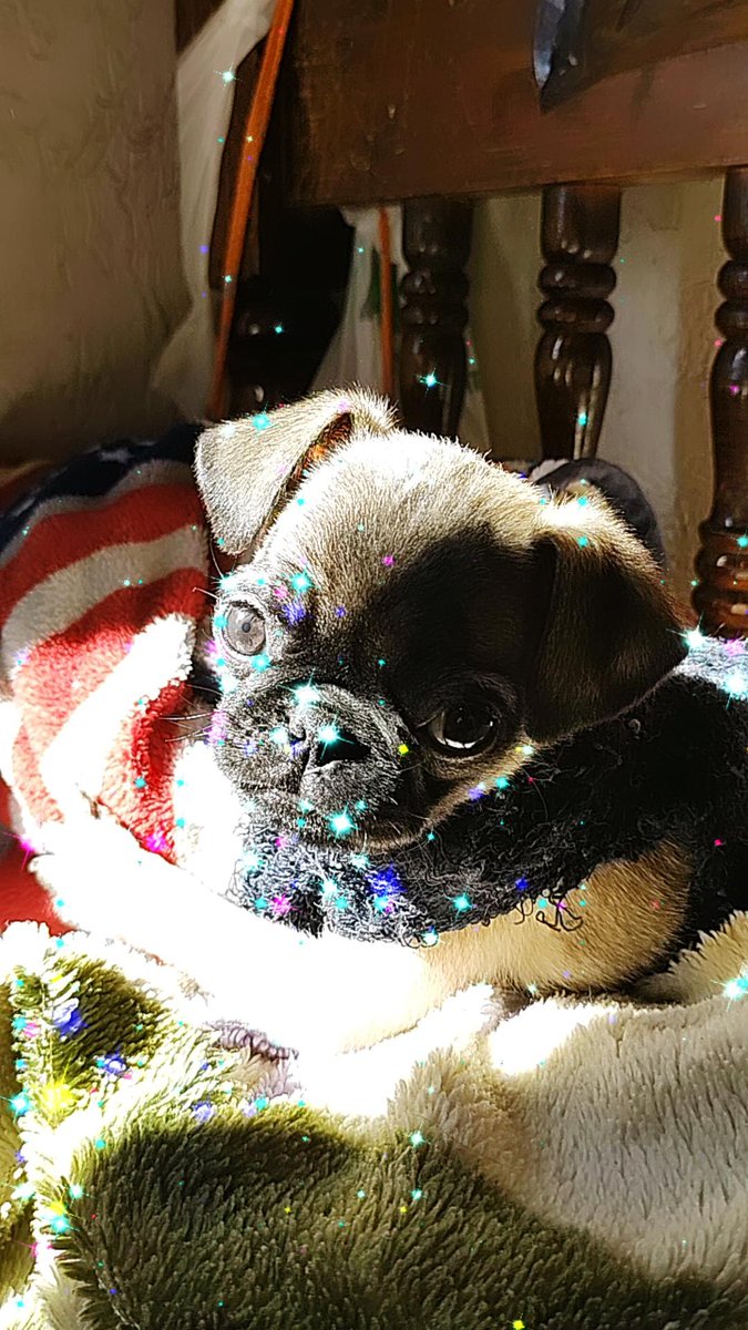 notanymorebitch's tweet photo. post de apreciación a mi bb, se llama peachy y tiene 4 meses ✨✨ https://t.co/lDuaKbSkHa