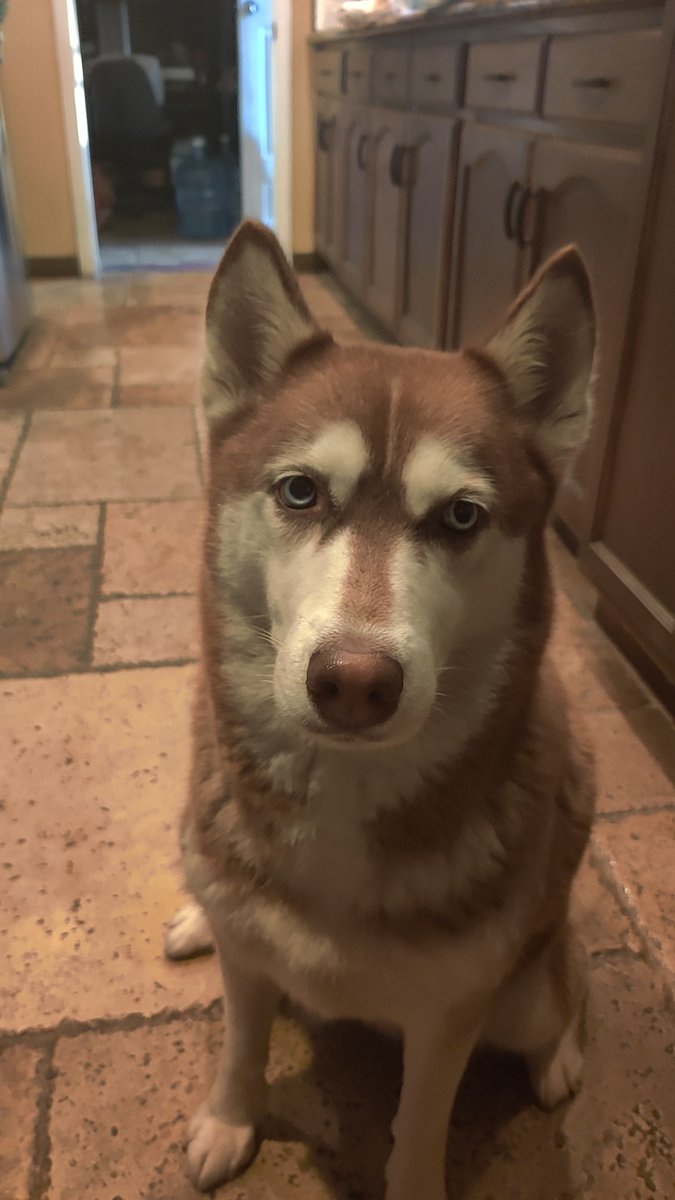 ninjacerda17's tweet photo. Lost husky. Last seen on Roxy and trask. If found or has been sighted contact me. Her name is Stella she's very friendly and would approach anybody. https://t.co/RuVAR9Ztko