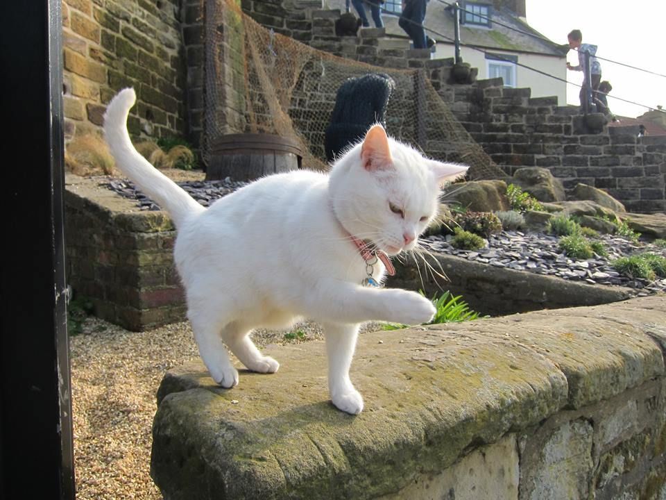 whitbycottage's tweet photo. George the cat at the bottom of the 199 steps in Whitby offering you is paw. Endeavour Whitby Holiday Cottages https://t.co/2vigLLZHTS Telephone (01274) 614650 https://t.co/OHc5ixPNgx