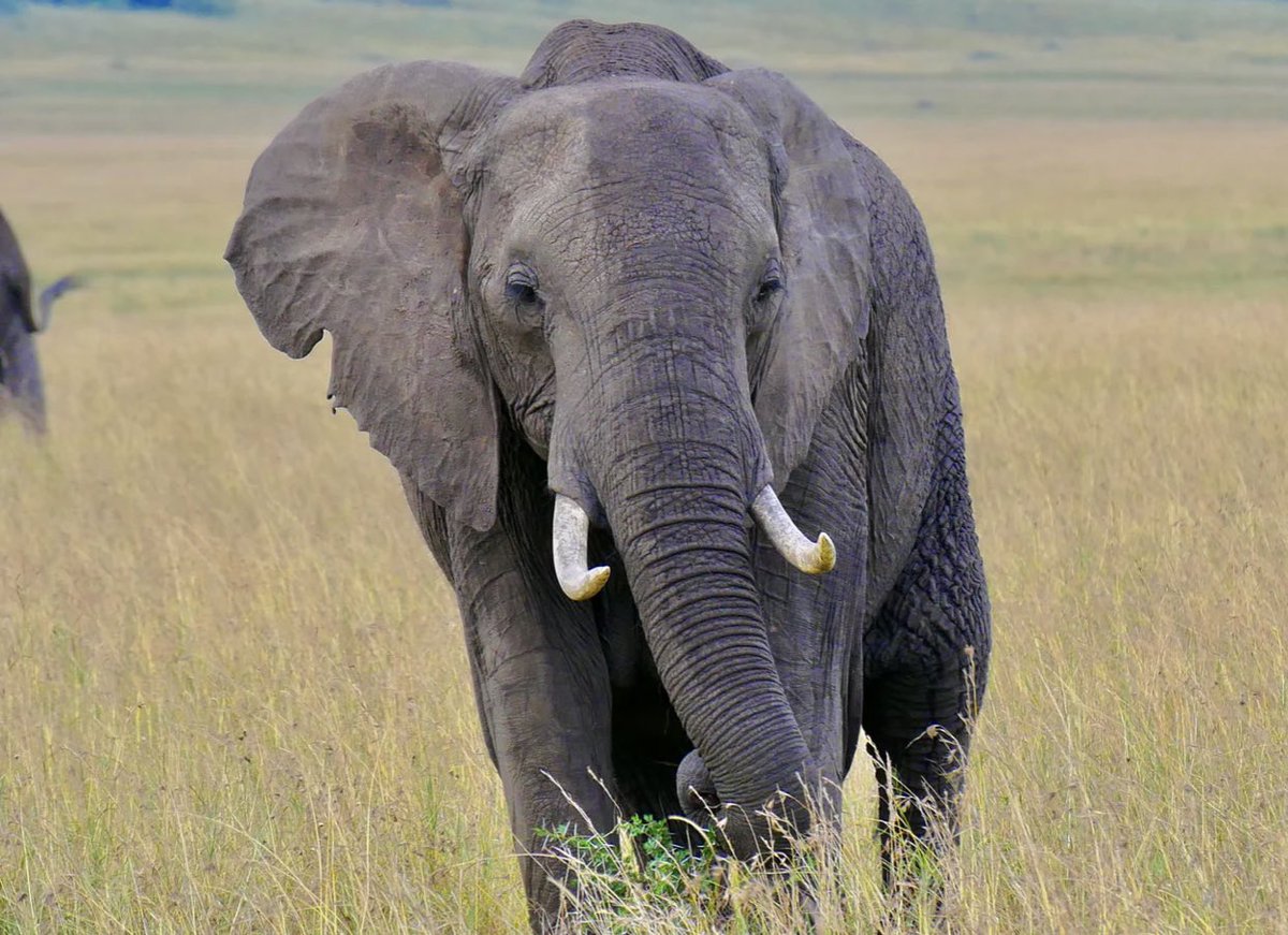 TheXMagazine_'s tweet photo. Elephant poaching brings them closer to extinction. 

Elephants in Africa are on the verge of extinction due to the ivory trade and habitat destruction.

BBC report: https://t.co/EoE1Ata9AA https://t.co/EAhyM85Zbw
