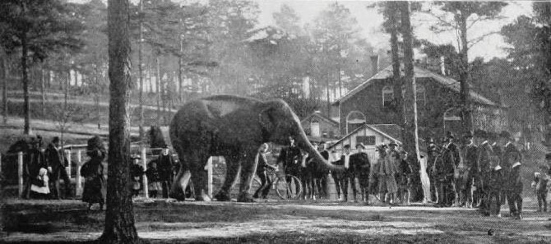 #ThisDayInGAHistory in 1889 George Gress rescued starved animals by purchasing a defunct circus. Those animals were the beginning of <a href="/ZooATL/">ZooATL</a>