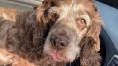 AdoptionsUk's tweet photo. Please retweet to help find the owner of this dog found in #Cheltenham #Gloucestershire 

Dog ID165489
Registered24 Mar 2021 
Cocker Spaniel
Date Found23 Mar 2021, Found Walnut Close, #Pittville, Cheltenham
Found In Post AreaGL52
https://t.co/phyuowt4Ch
#dogs #dogsoftwitter https://t.co/IJ0sacL1td