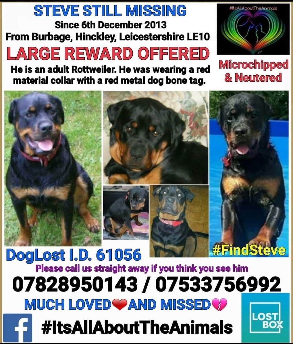 LisaLisaw1's tweet photo. Please RT #HelpFindSteve #Rottweiler #MissingDog #Hinckley #Leicestershire 06.12.13 #MissingSevenYears #scanme #checkthatchip #nevergiveup #FindSteve #StopPetTheft #TheftByFinding https://t.co/eLjp30Itha