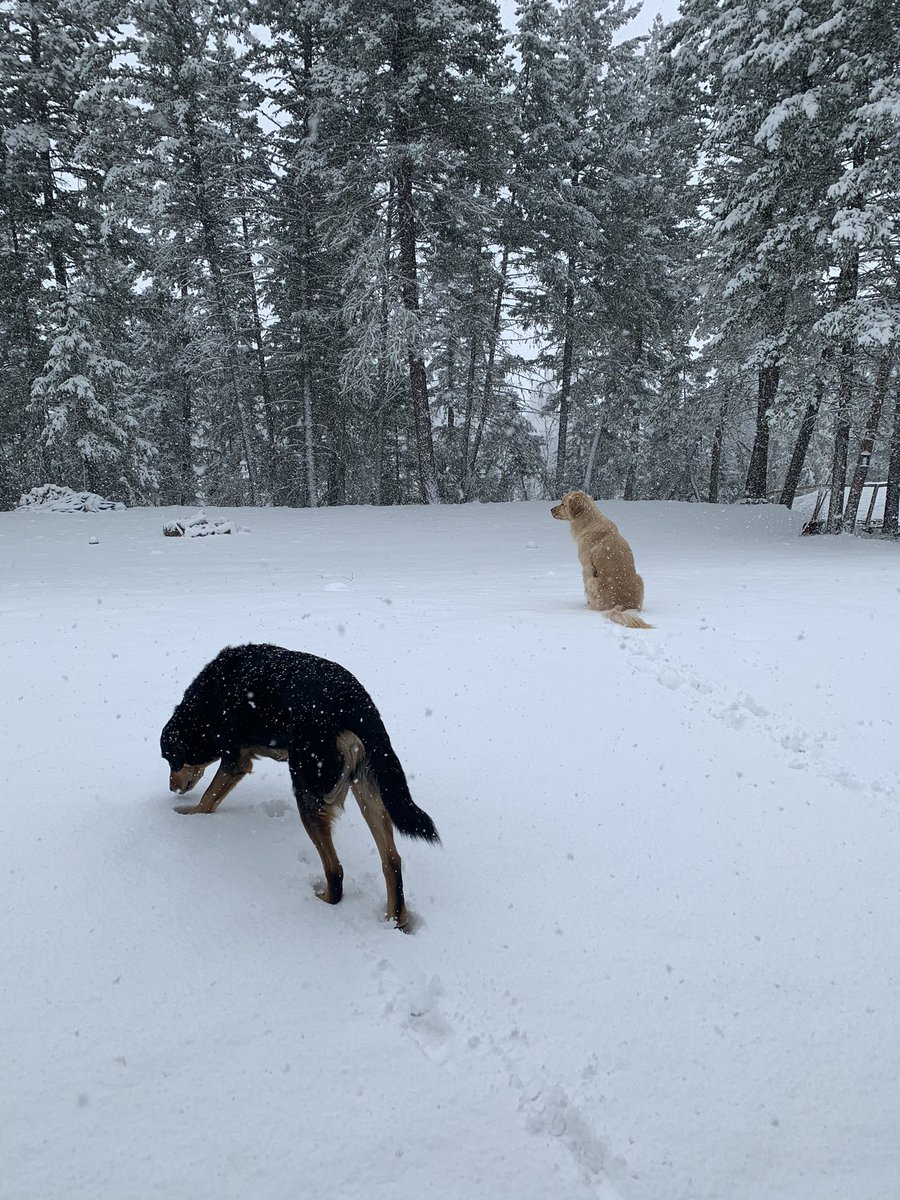 chris24v's tweet photo. These 2 seemed happier than they should be with today’s weather... https://t.co/Kn78OH6sqO