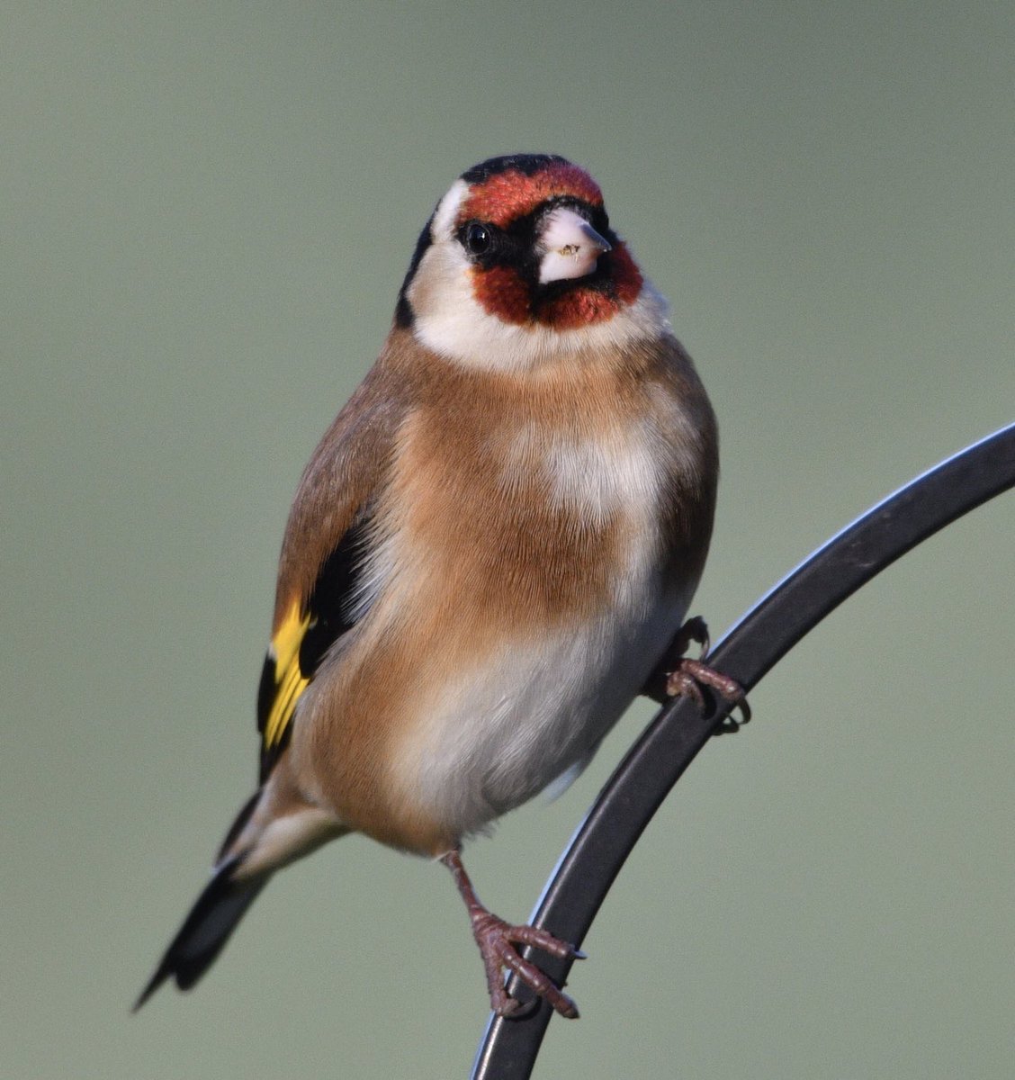 cjbarradell's tweet photo. Goldfinch in the garden https://t.co/IOhEEuQs2s