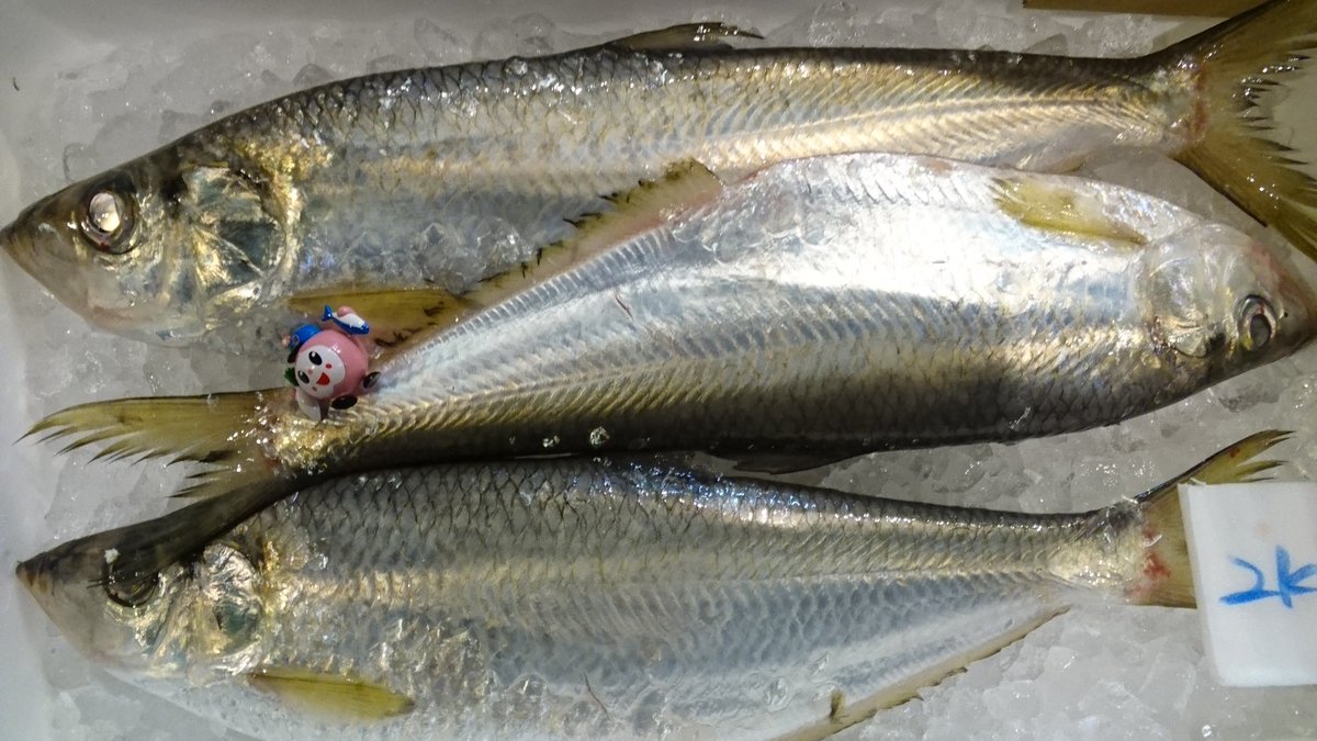 おはようございちばーん 今日は岡山自慢のお魚 ヒラ を紹介するよ 岡山以外でこの魚を食べたことがある人はあまりいないかも 21 03 29 南区の行政 岡山市中央卸売市場 おかいちちゃん ぐるっと岡山