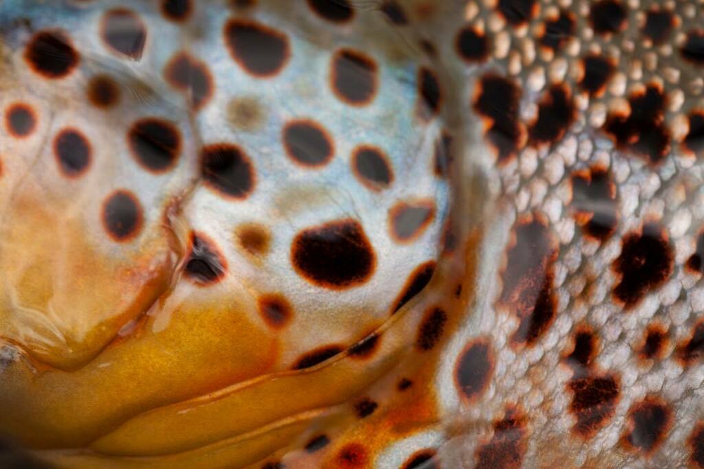 OutFlyFishing's tweet photo. I’ve always love how unique and beautiful the markings of each brown trout are. Equally impressive is @naoto.aoki.photography in his ability to capture those details and the beauty. 
#BowRiverBrowns
.
.
.
.
.
.

#FamiliesToFanatics #FlyShopLocal  #dayOFF… https://t.co/F617Ygqvvh https://t.co/19tC9GUdZm