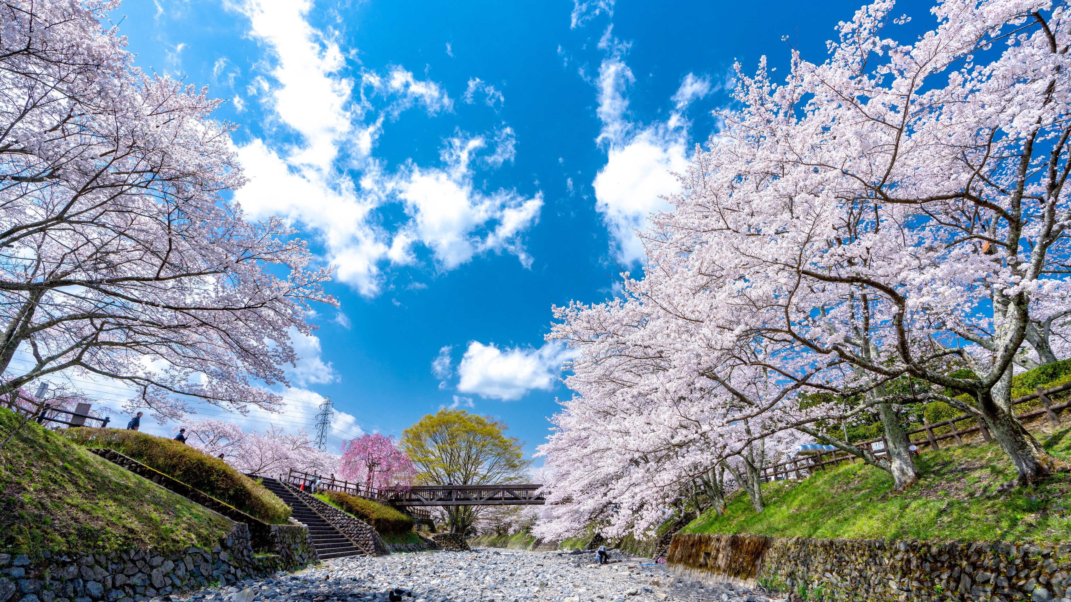 Tom Koyama 春爛漫 和らぎの道 Full Blooming Spring Along Yawaragi Road Kameoka Kyoto Cherry Cherryblossoms Kyotocherryblossoms Yawaraginomichi Kameoka Kameokakyoto Nanatanikawa 桜 桜21 京都の桜 京都の桜21 和らぎの道 七