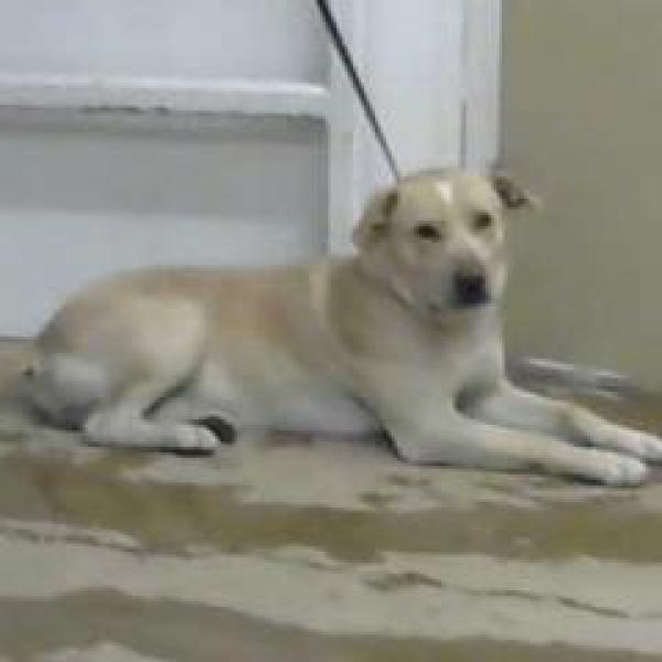 STRAY WHO IS SO SAD IN  #AMARILLO  #TEXAS NEEDS OUTID 25537. BUILDING G KENNEL 9SHELTER PHONE 806 378 9032