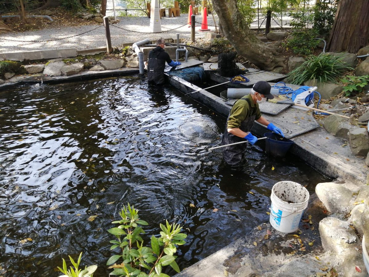 熱海伊豆山温泉観光協会 関八州総鎮護 伊豆山神社 龍神池の掃除 の一齣 水はまだまだ冷たい 落ち葉も多く大変ですね 清掃は毎週一回行われます きっと池の鯉たちは喜んでますよ いつも有難うございます 伊豆山神社 池の鯉 池掃除 縁結び