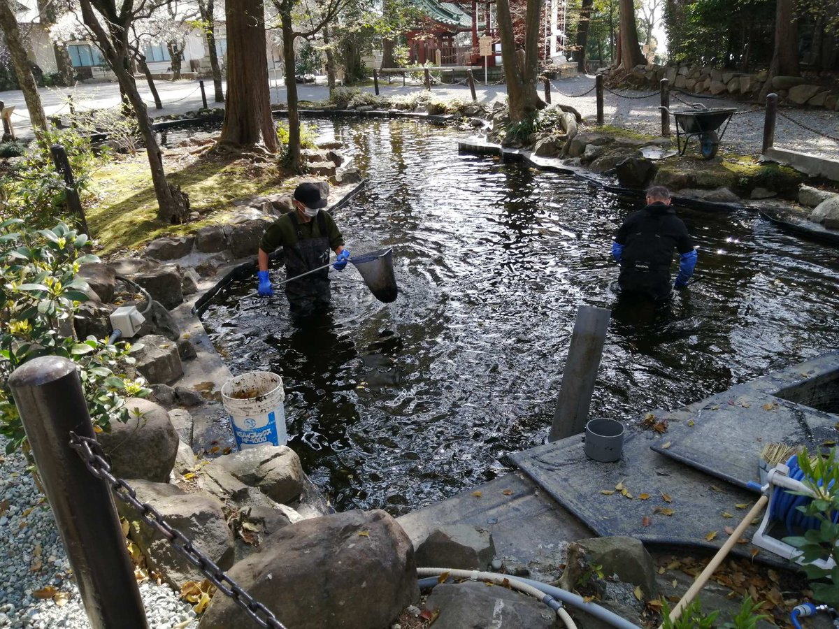 熱海伊豆山温泉観光協会 関八州総鎮護 伊豆山神社 龍神池の掃除 の一齣 水はまだまだ冷たい 落ち葉も多く大変ですね 清掃は毎週一回行われます きっと池の鯉たちは喜んでますよ いつも有難うございます 伊豆山神社 池の鯉 池掃除 縁結び