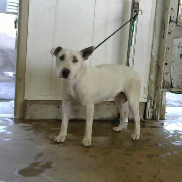 Called UNKNOWN 2. HE IS SO SAD. IN  #AMARILLO  #TEXAS. THESE DOGS ARE URGENTSHELTER PHONE 806 378 9032ID 25106