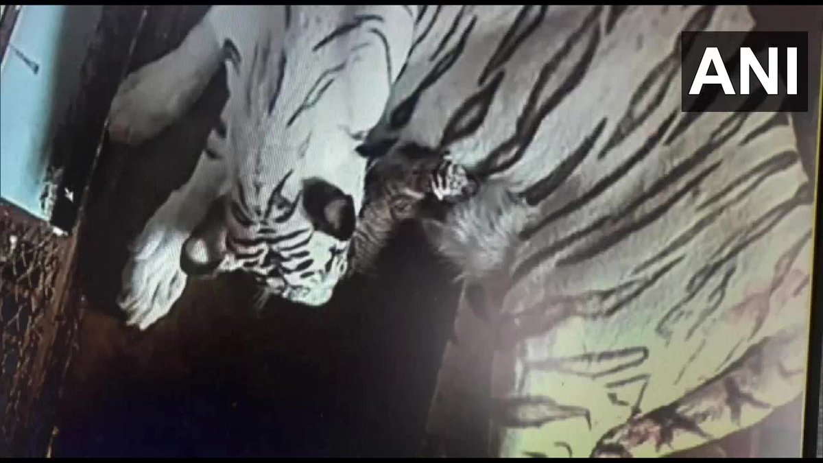 ANI's tweet photo. Odisha: Bijaya, a white tigress gave birth to three cubs at Nandankanan Zoological Park in Bhubaneswar, yesterday. https://t.co/pyJZMzXQxX
